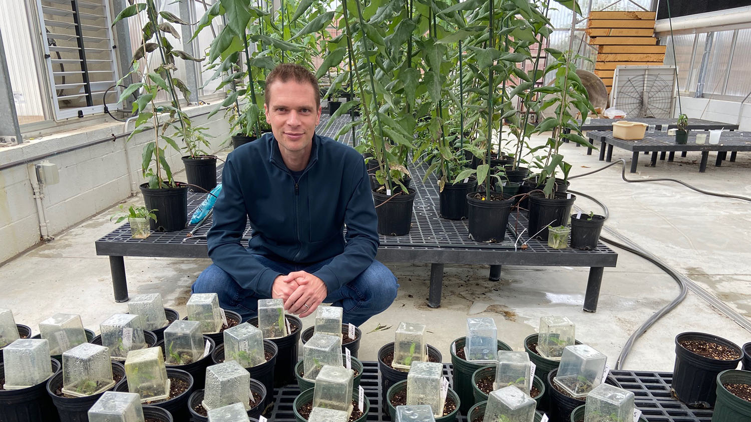 Rodolphe Barrangou, professor and co-founder of TreeCo, with genome edited poplars.