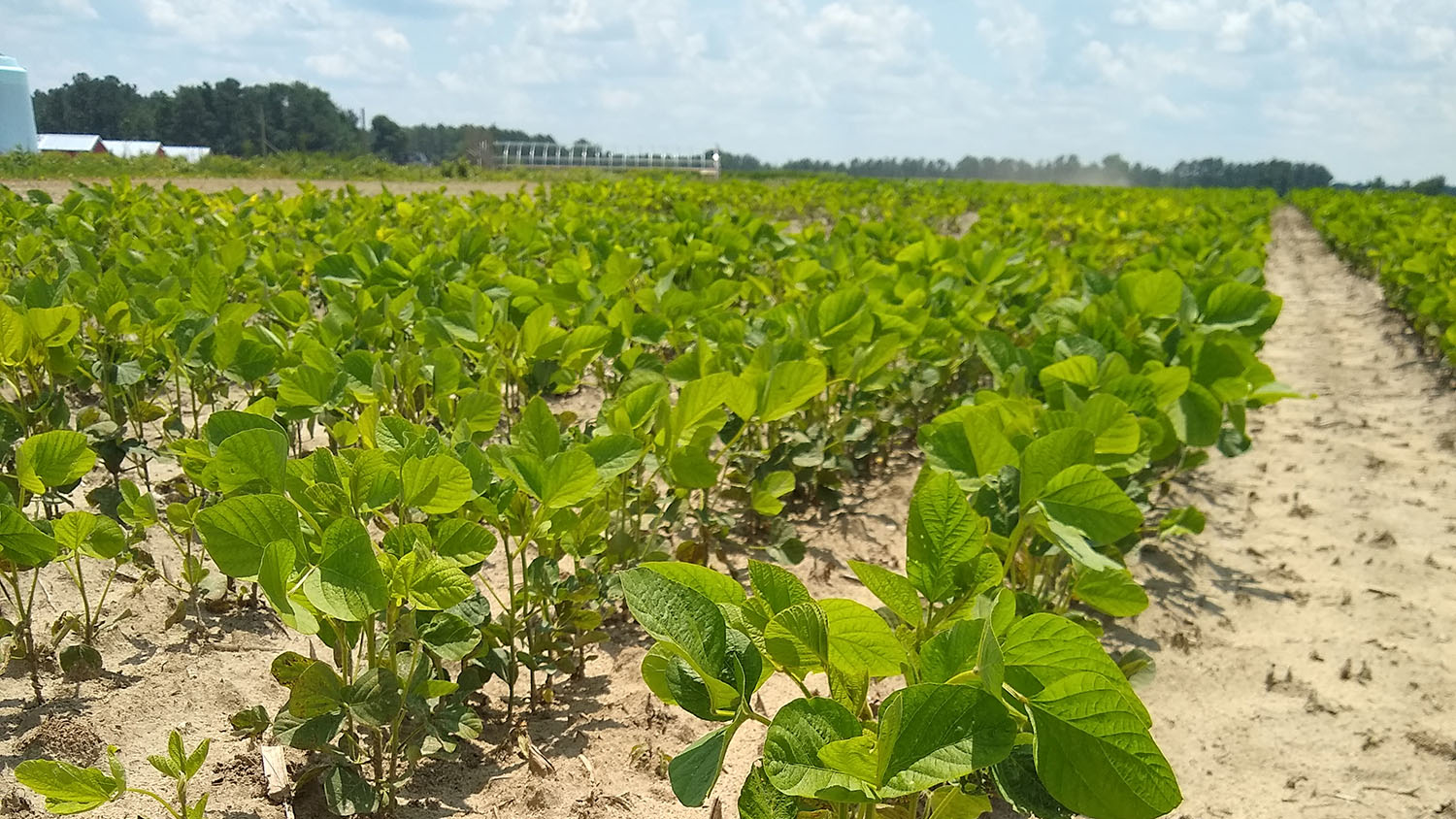 A sandy field of soybeans