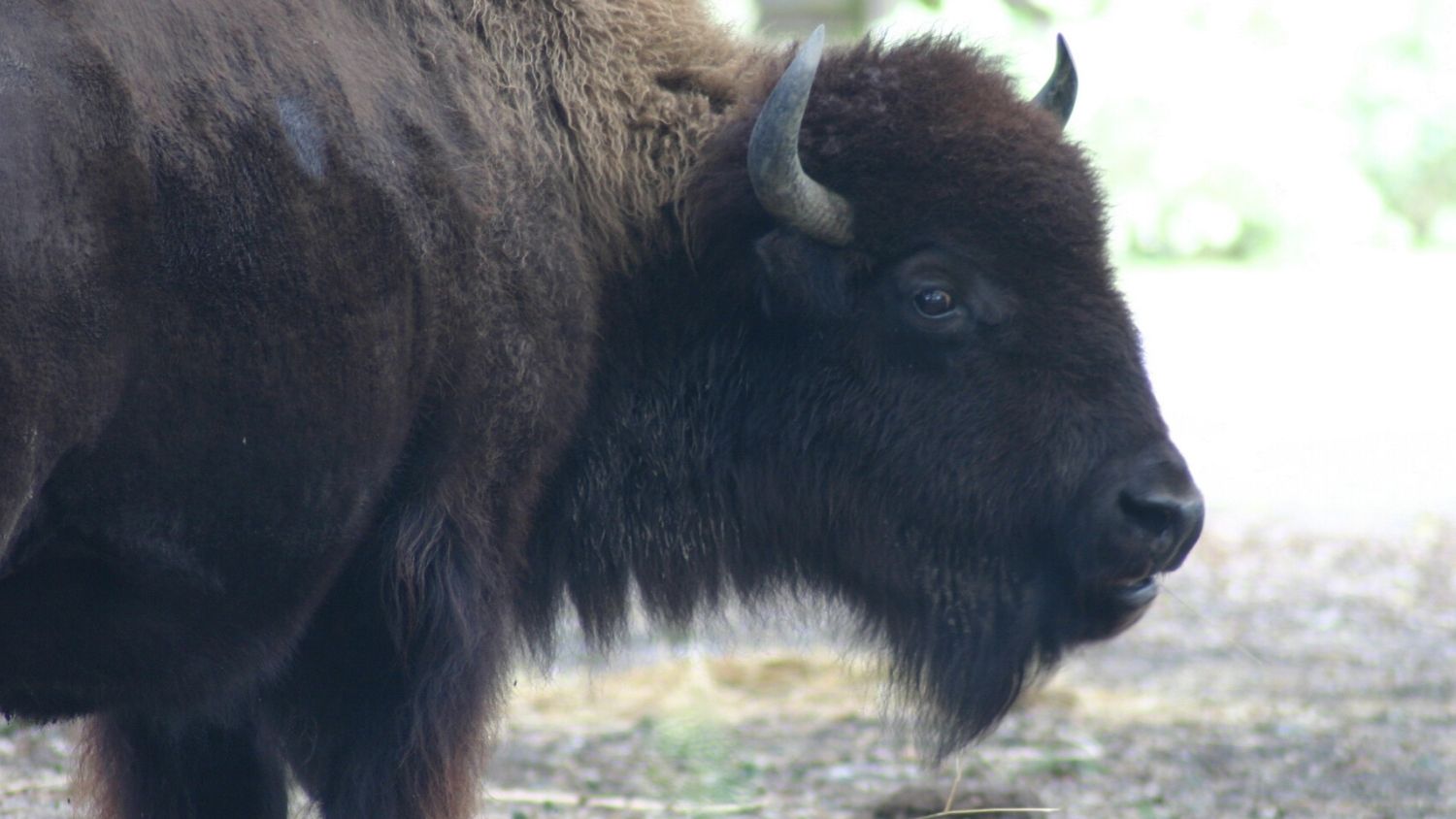 American bison.