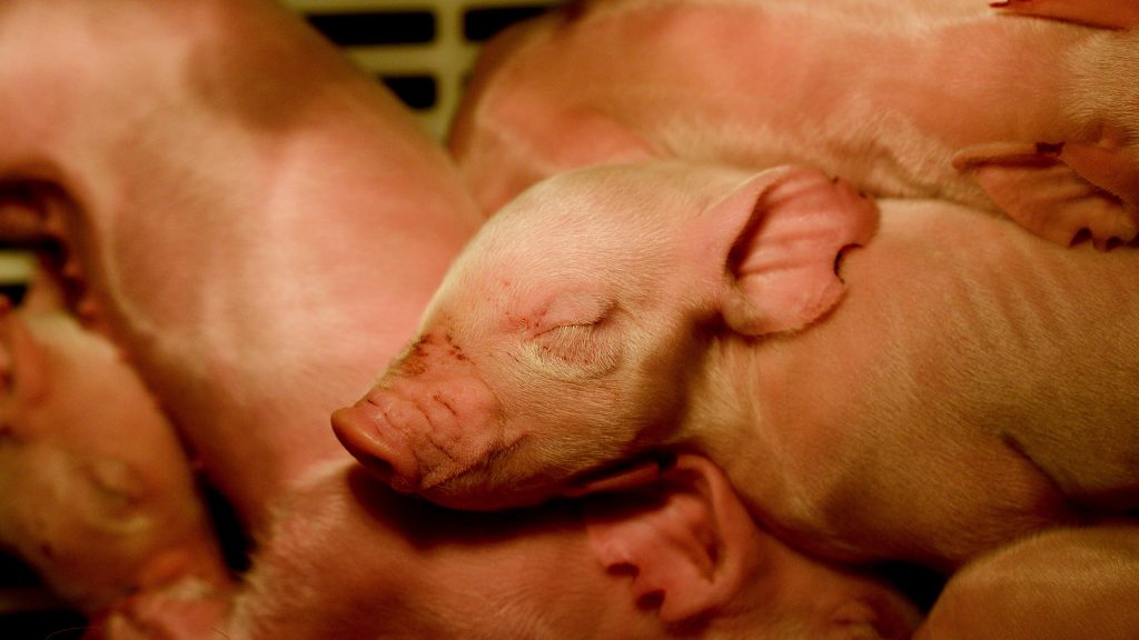 A piglet sleeps the swine unit off of Lake Wheeler Road.