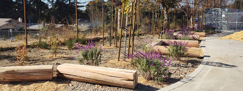 schoolyard with flowering shrubs, trees and seating