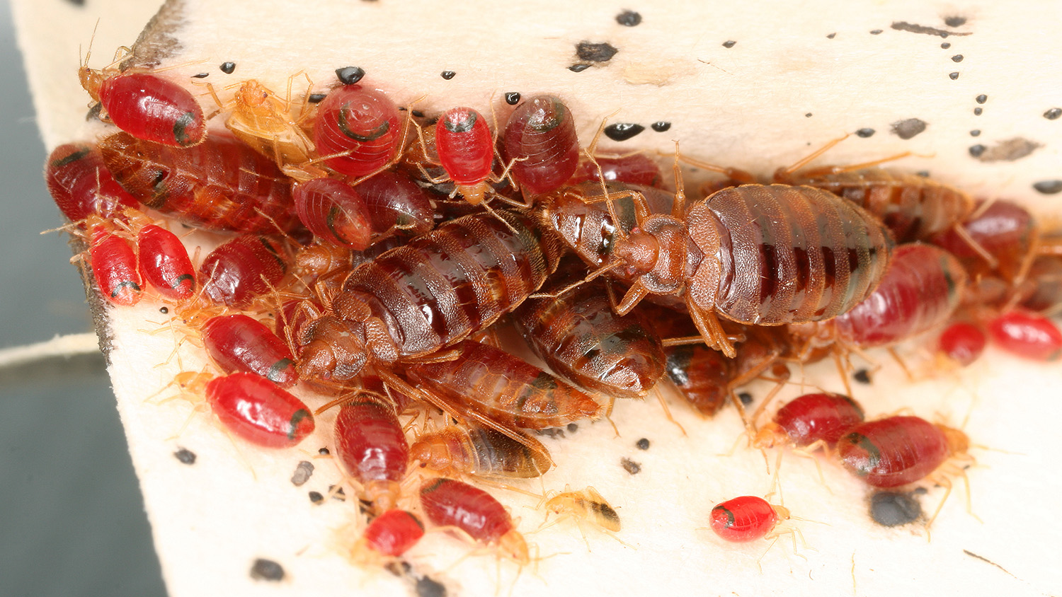 bed bugs pictures