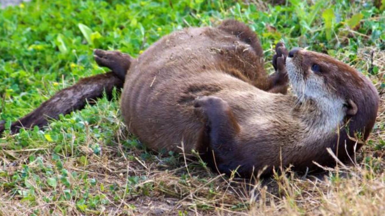 North American river otter