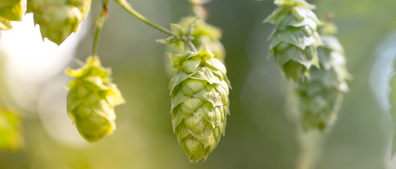 climate-change-will-make-beer-taste-different-yes-really-laptrinhx-news