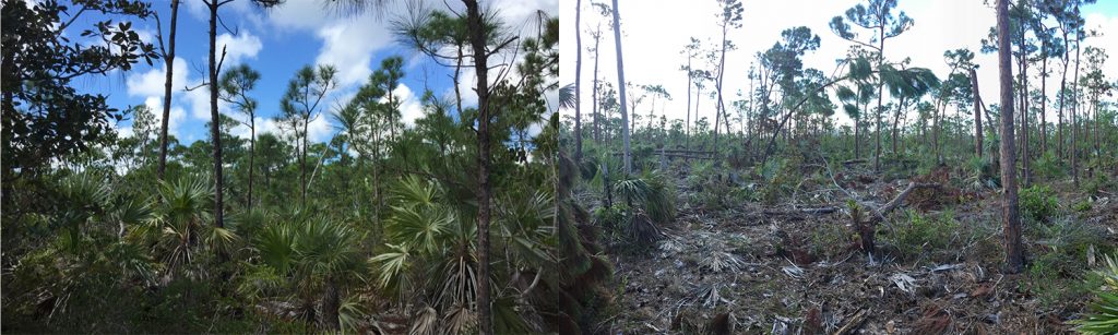 two photos. the left photo shows a lush forest. the right photo shows devastated scrub growth.