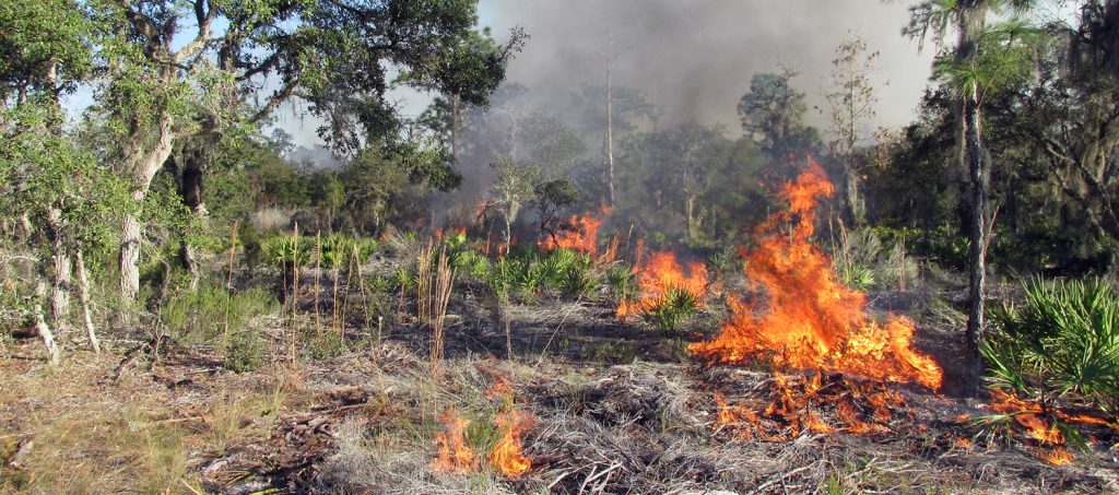 scrub brush burning in a swampy pine forest