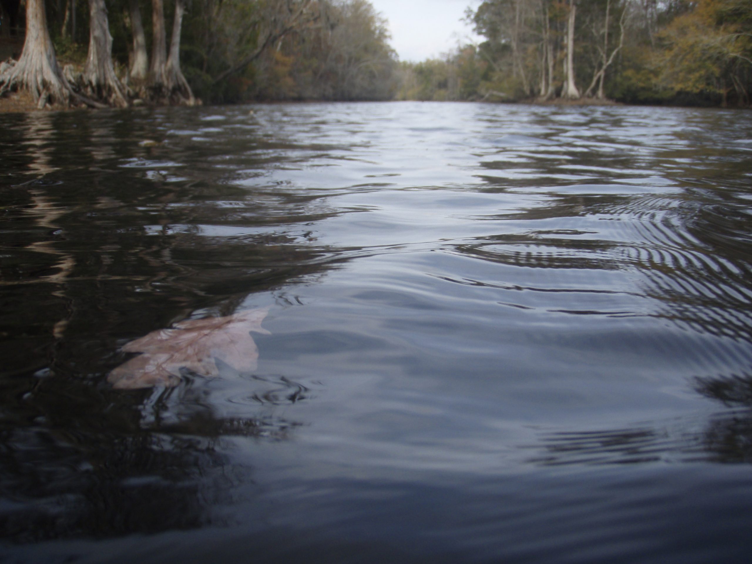 Lumbee River