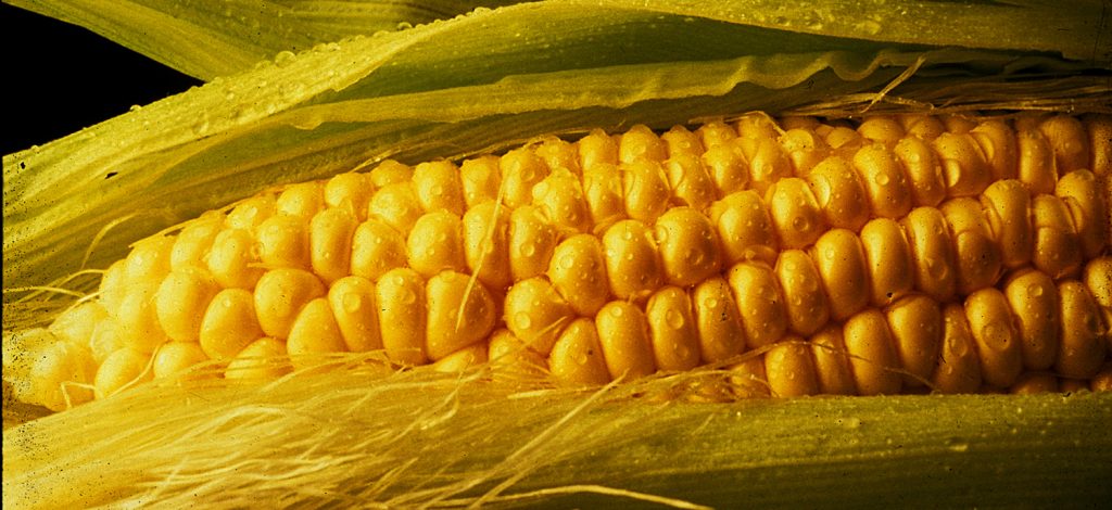 ear of corn