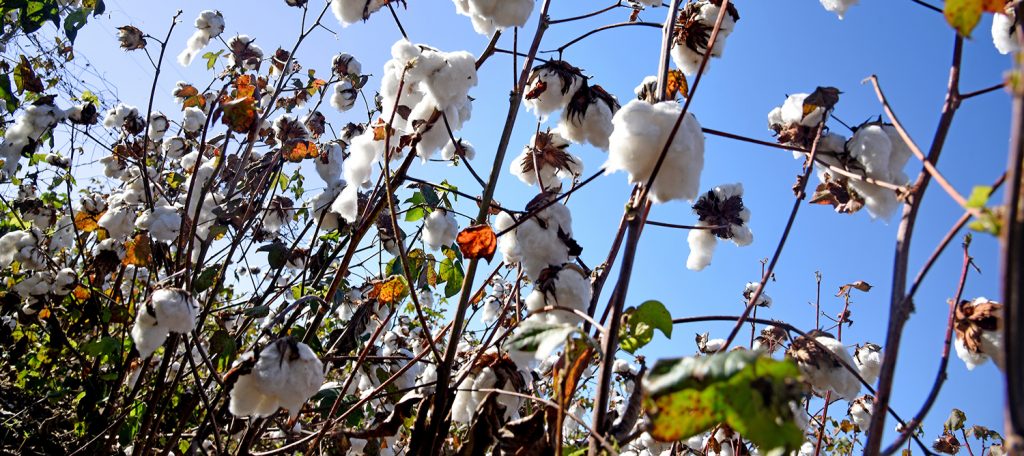 cotton plants