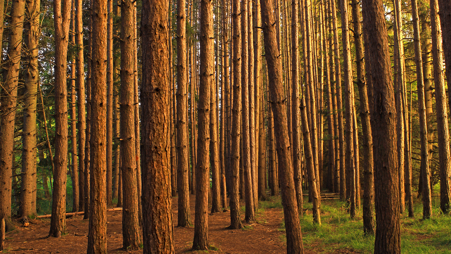 a pine forest