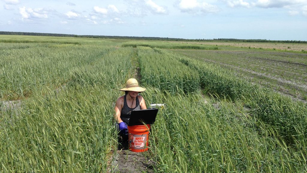 Marissa Lee collects fungal samples from a wheat field.