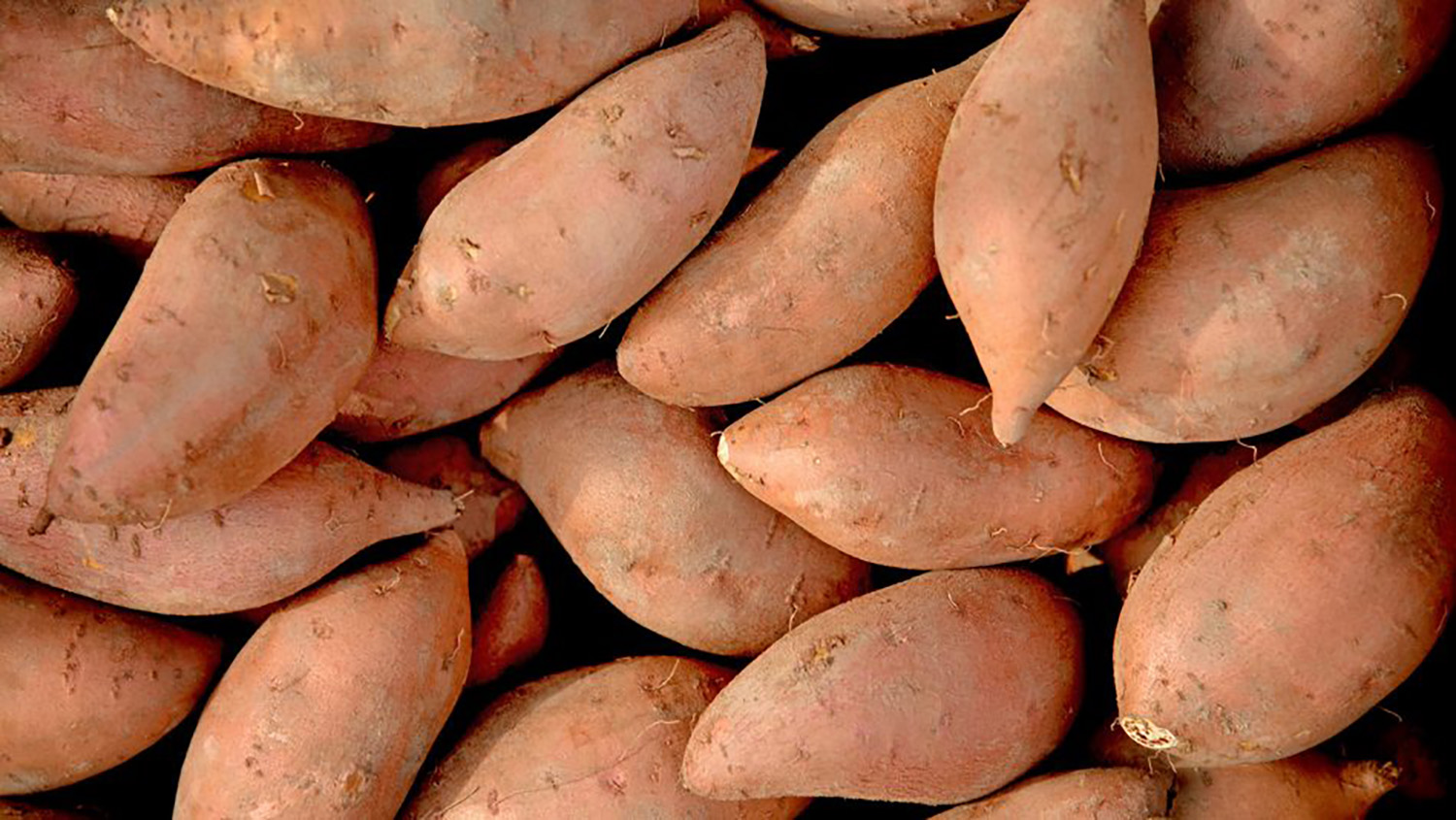 A bundle of sweetpotatoes are part of an NC State research study.