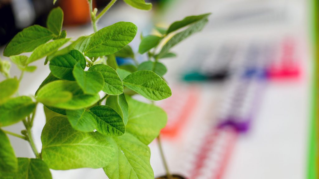 Plants grow in an NC State laboratory. 