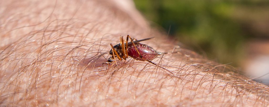 Psorophora ciliata biting someone's arm.