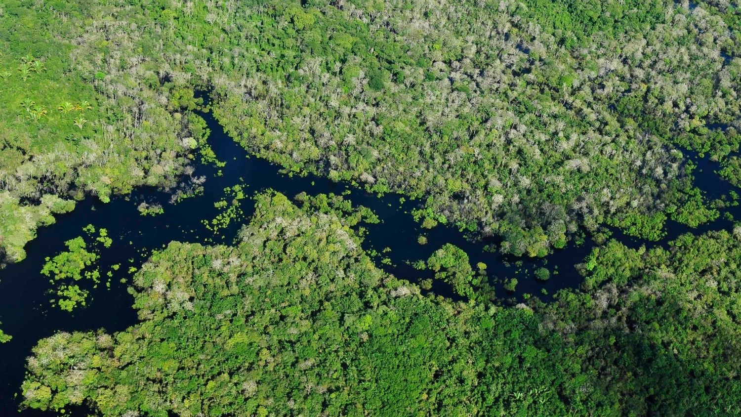 Amazon rainforest aerial view.
