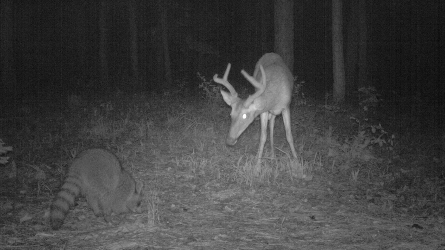 Raccoon and deer foraging together.