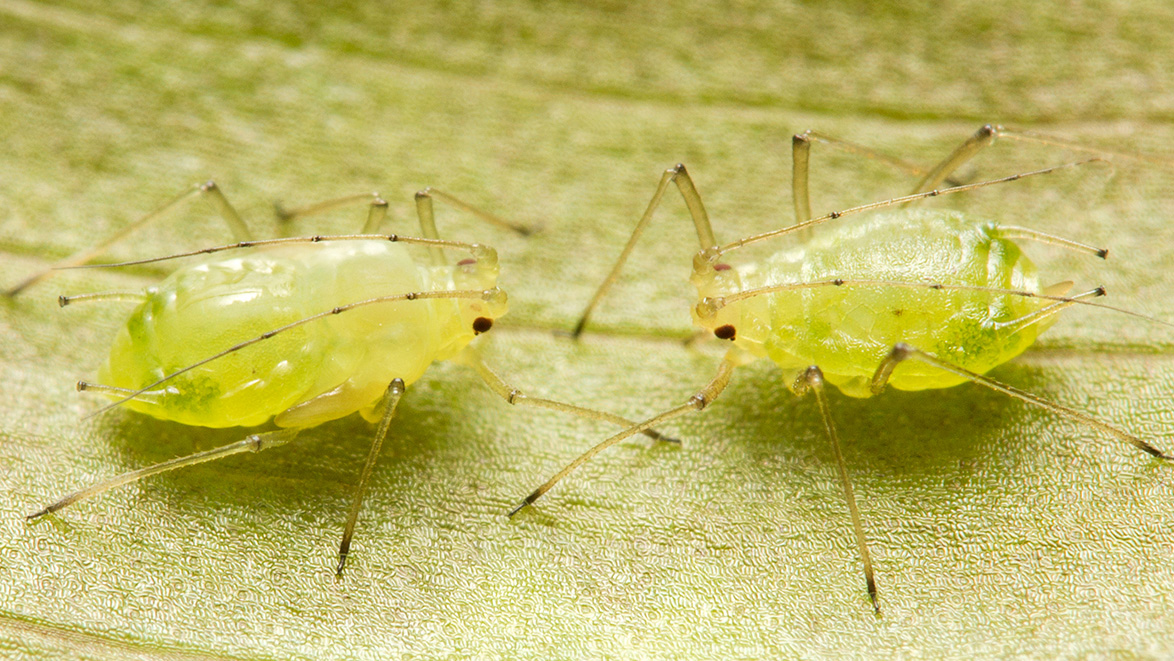 Two aphids facing each other.