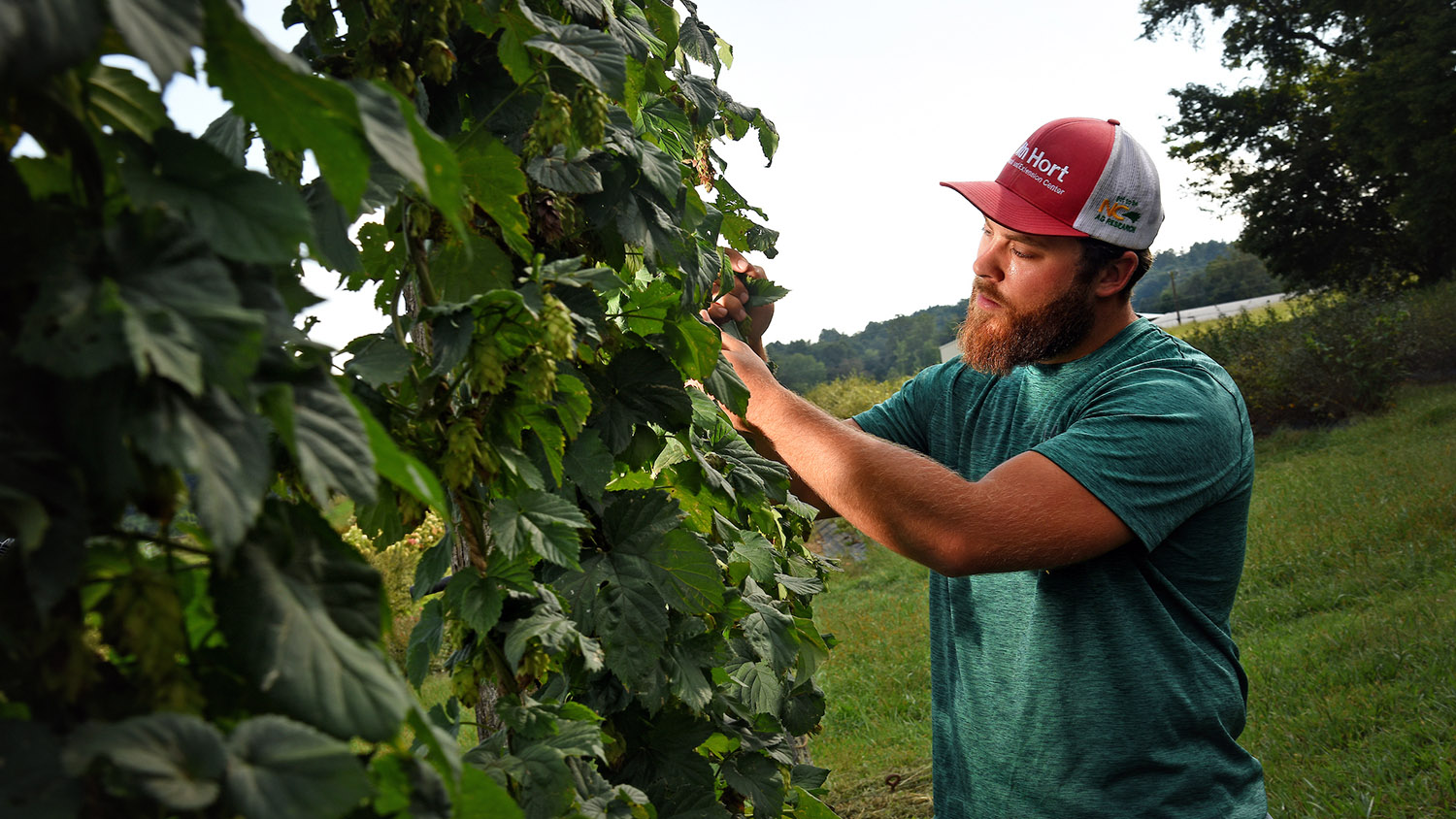 A man in a baseball cap examines hops on a farm.
