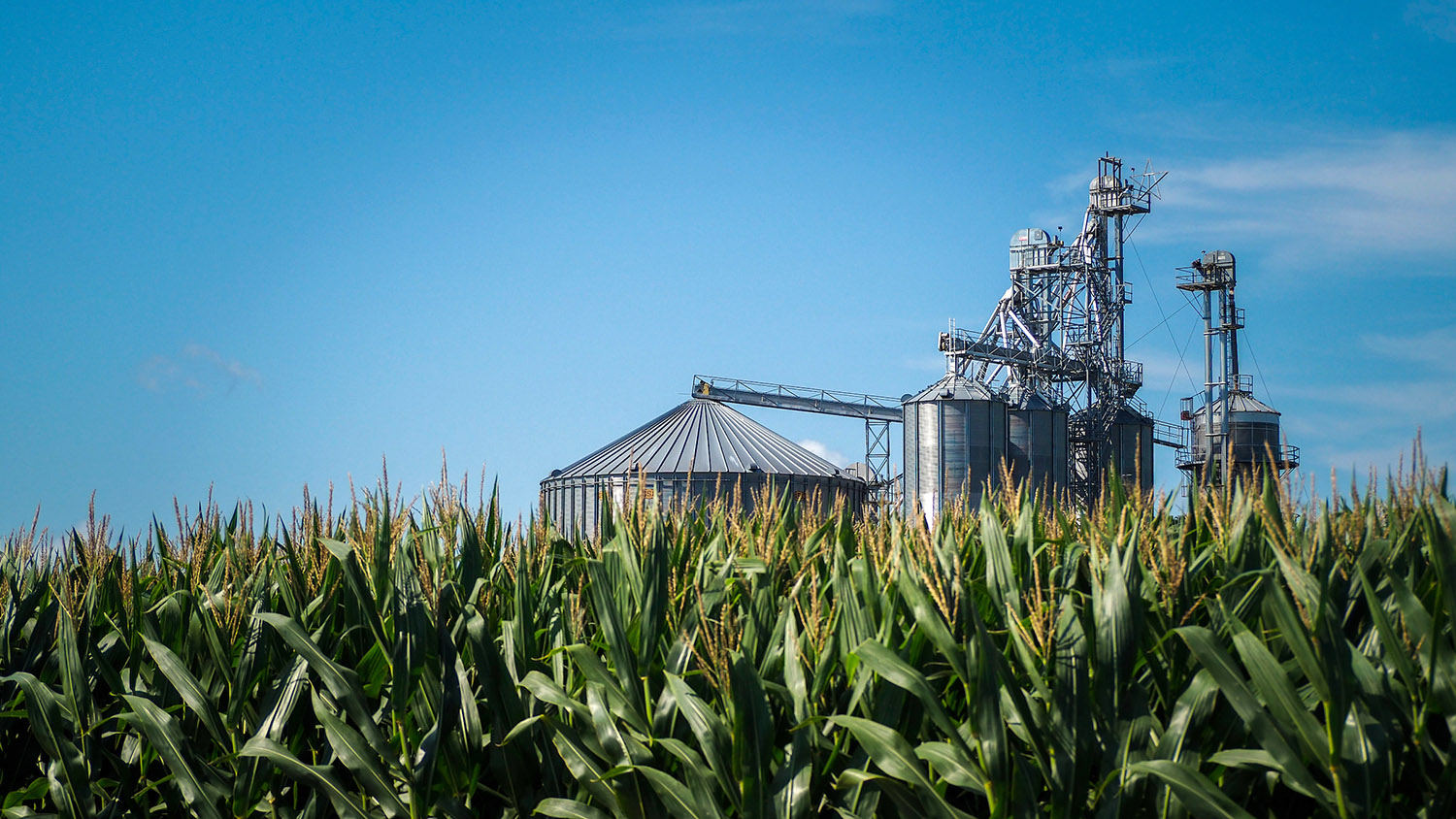 NE Ag expo field day in Shawboro, NC. Corn frames a grain silo on the farm.