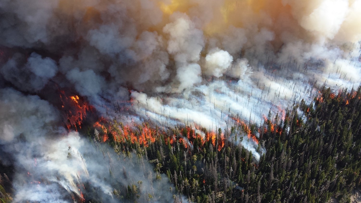 An image of a wildfire burning trees.