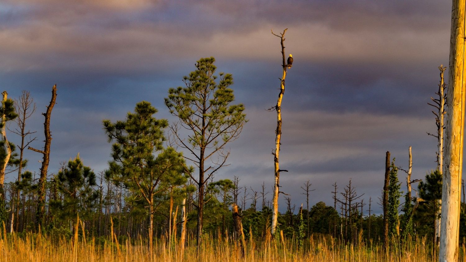 Ghost forest on N.C. coast.