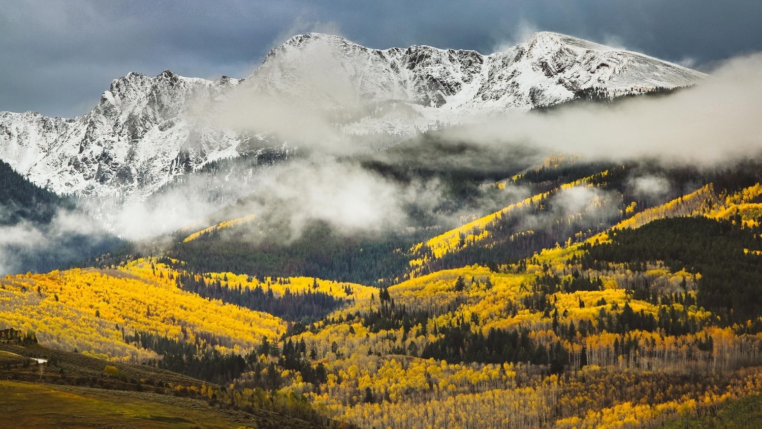 Aspen trees in the Colorado mountains.