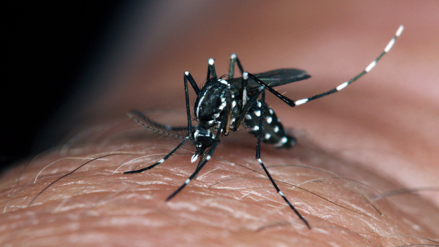 A tiger mosquito on human skin. Photo credit: Armed Forces Pest Management Board