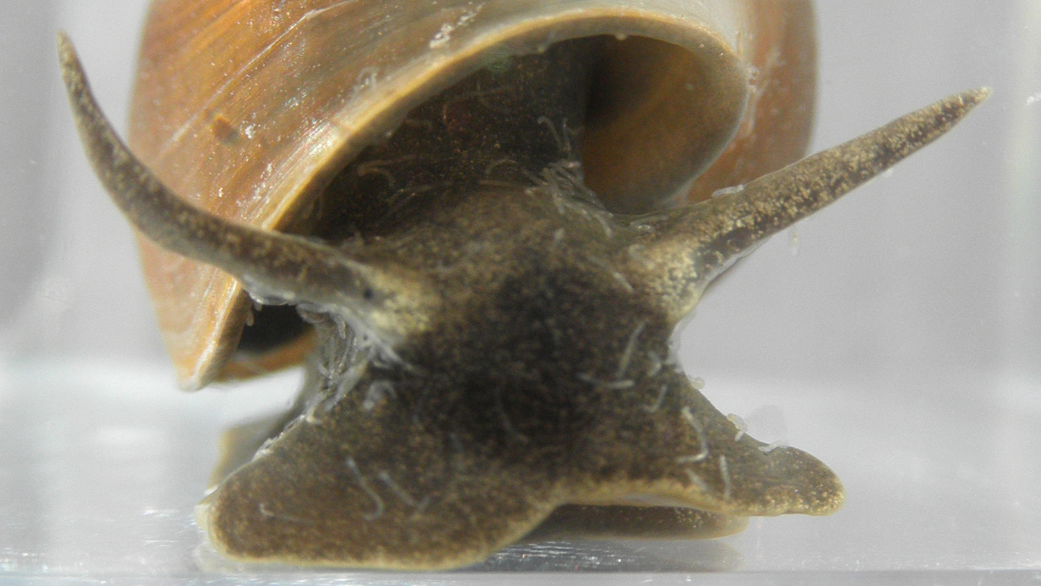 Parasitic worms on snail.