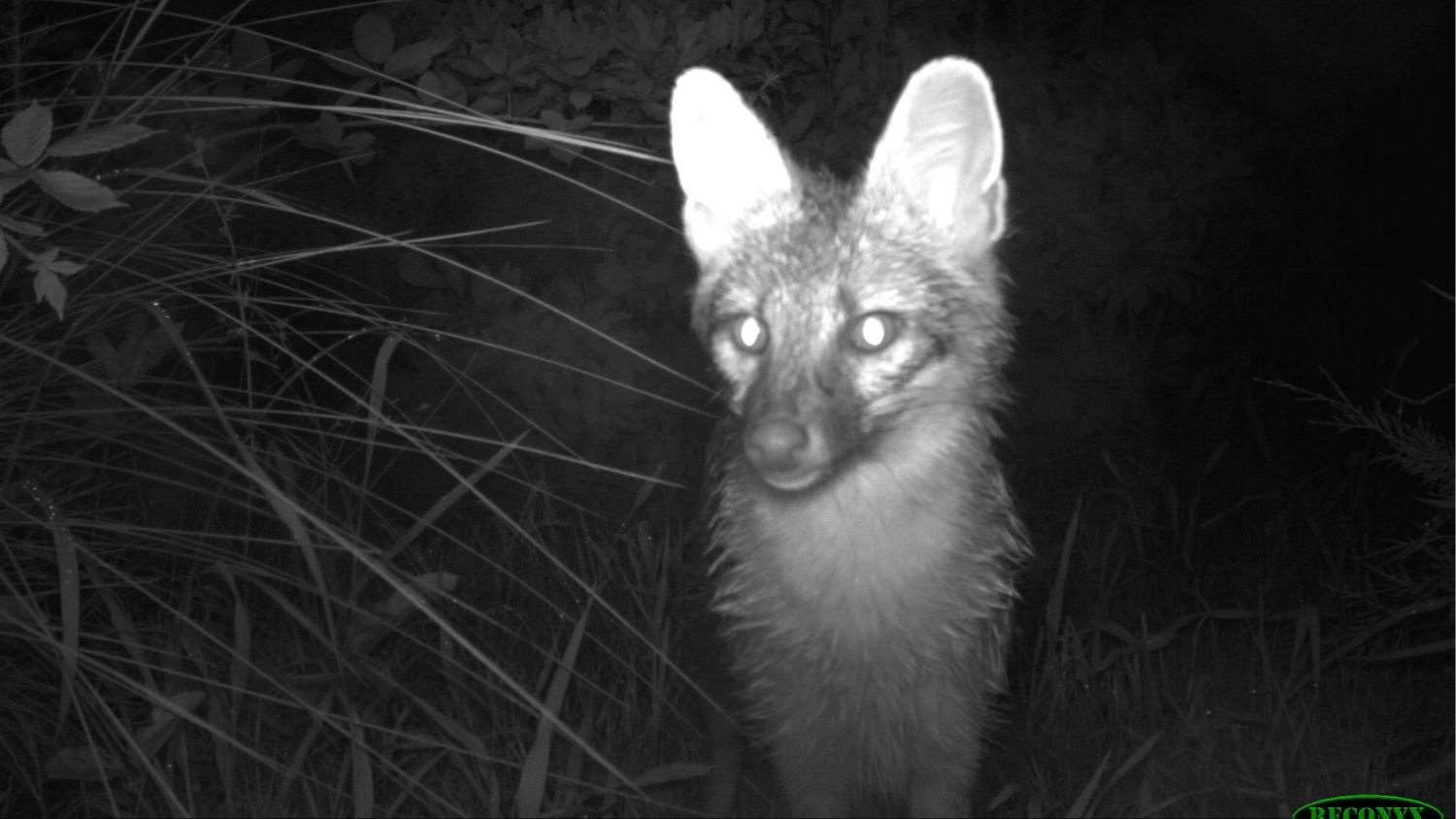 Wildlife Flock to Backyards for Food From People - NC State News