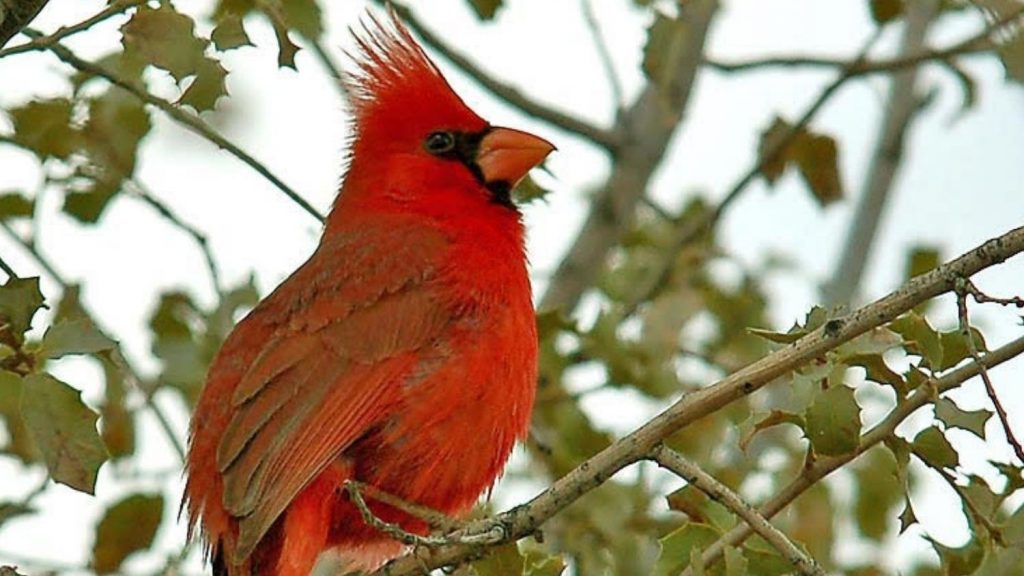 cardinal noise