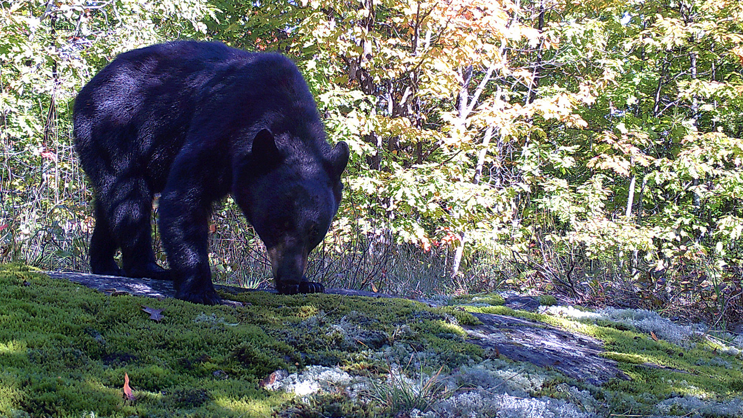 black bear sniffs the ground