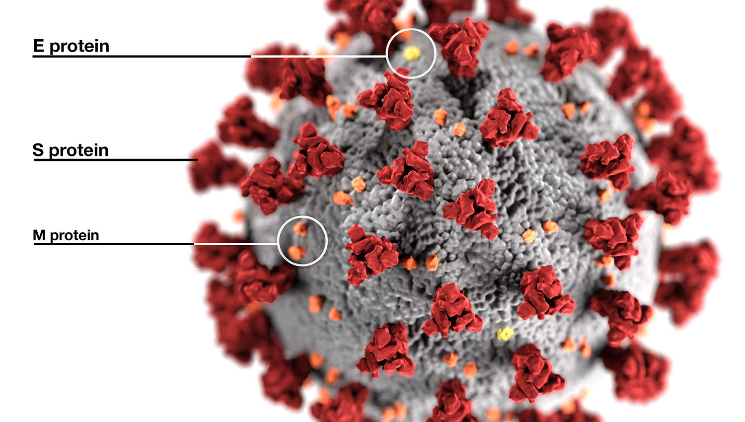 An illustration by the CDC shows ultrastructural morphology exhibited by coronaviruses.