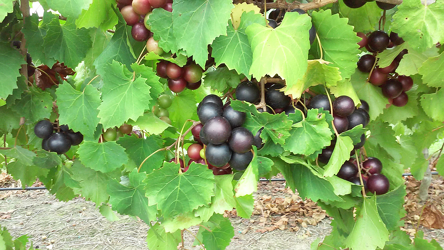 Photo of muscadine grapes on the vine.