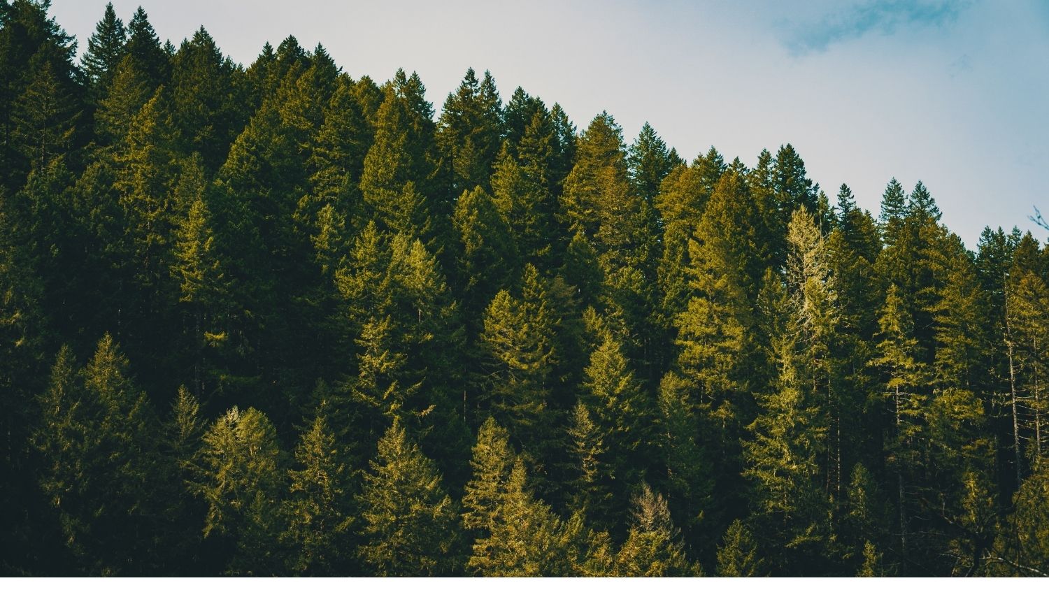 Mountain forests