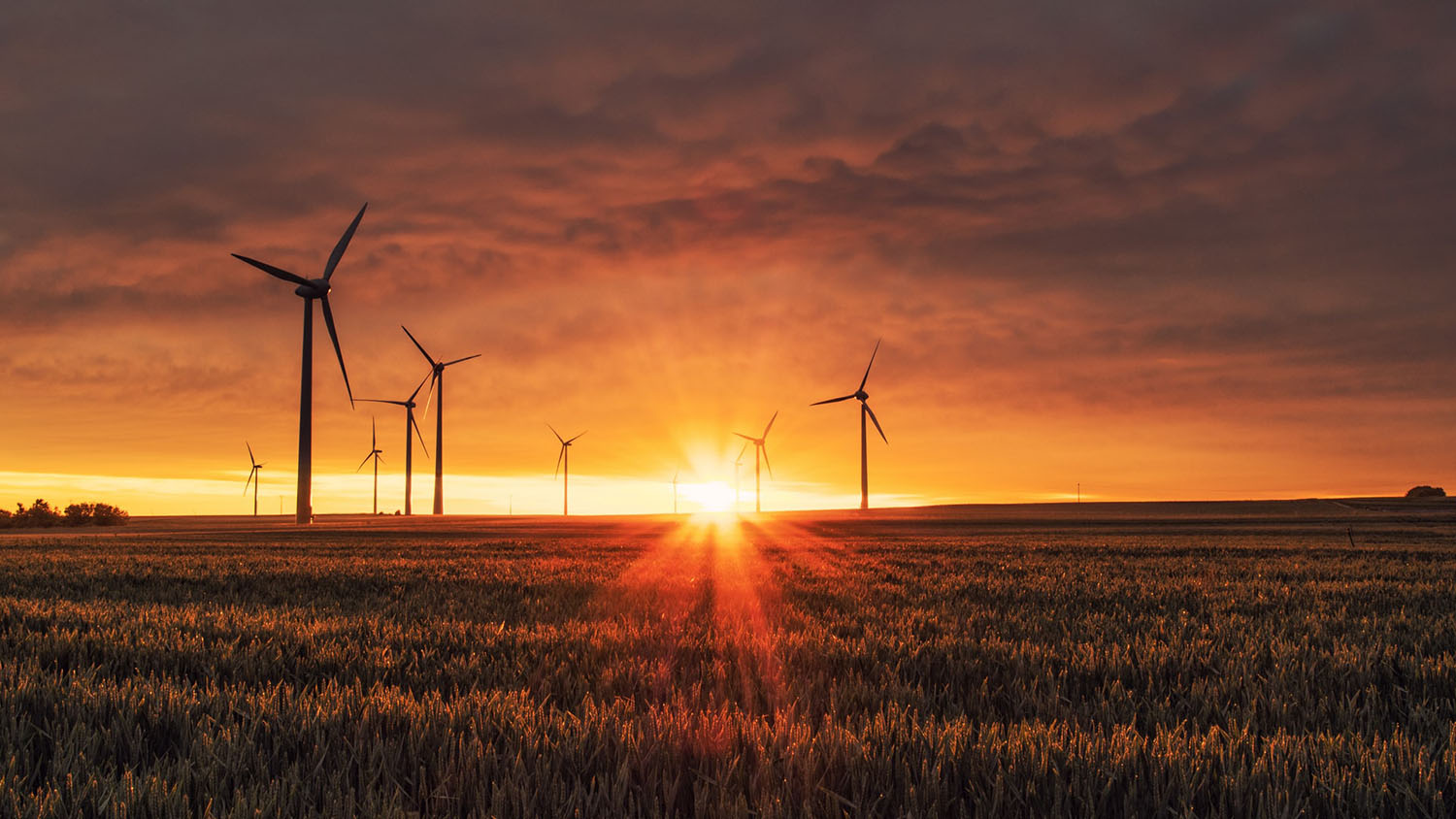 windmills in a field