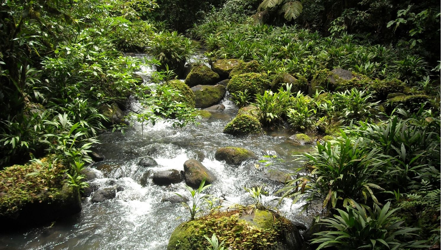 Stream in Costa Rica.