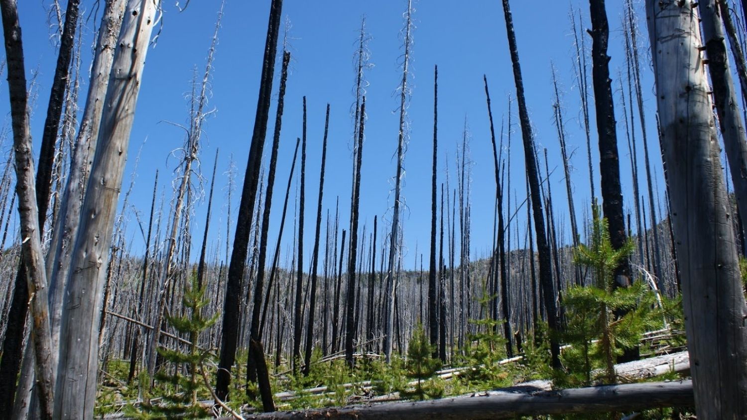 Forest in Oregon damaged by fire.