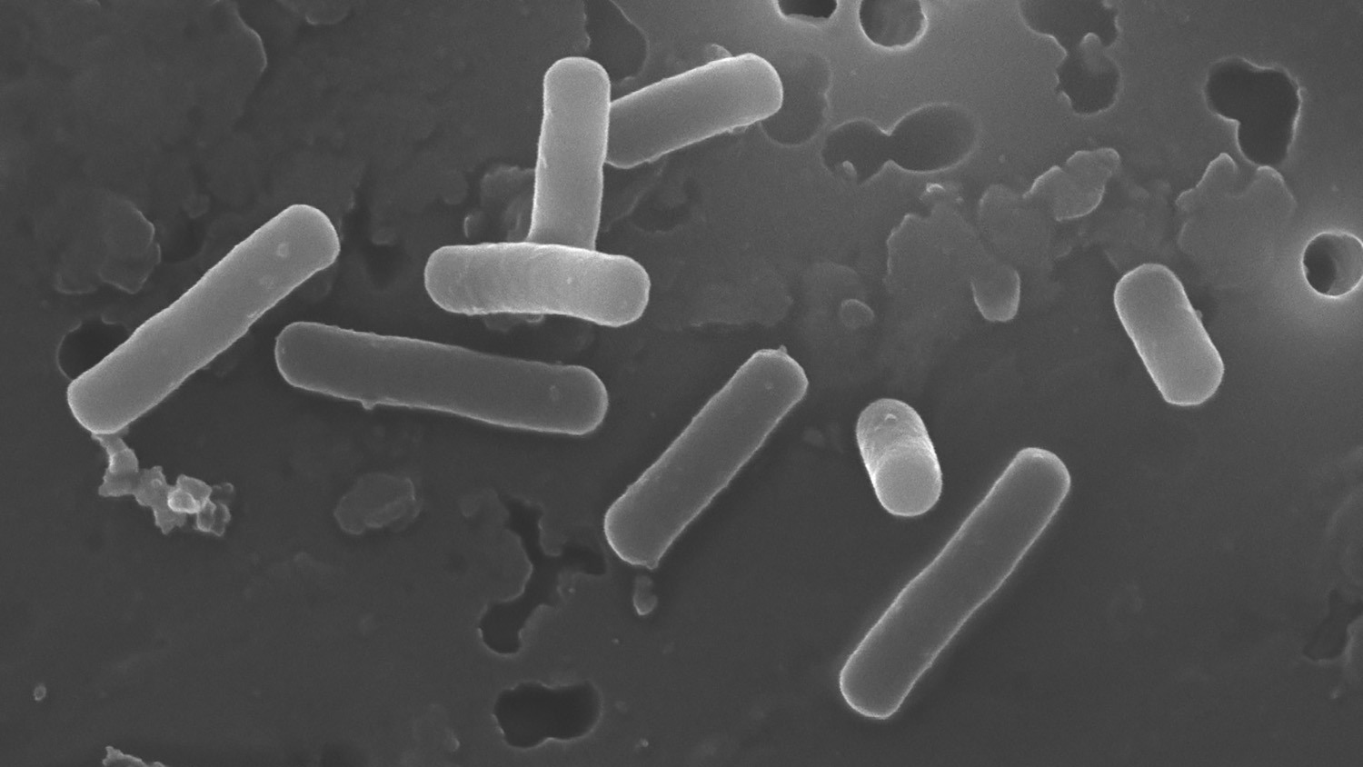 Newswise: Lactobacillus Manipulates Bile Acids to Create Favorable Gut Environment