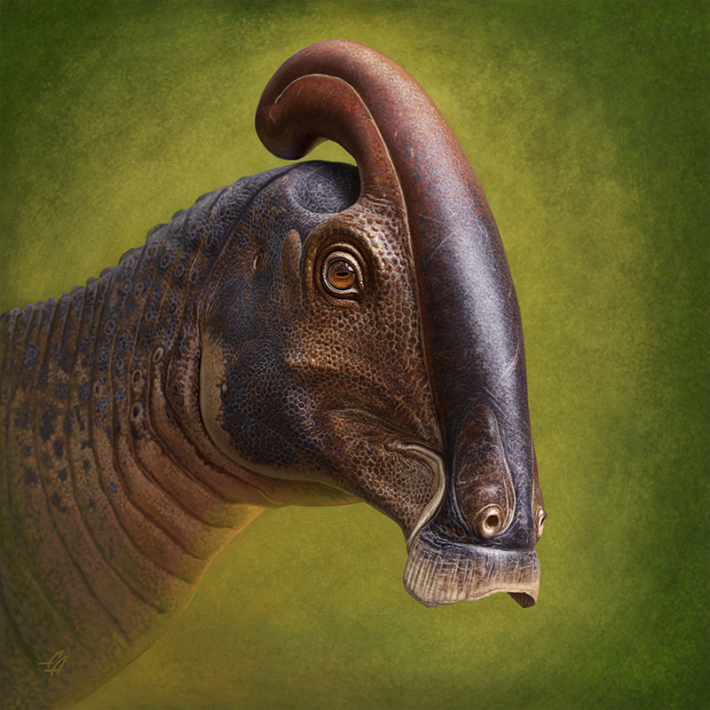 An illustration of the duckbill dinosaur with it's head crest