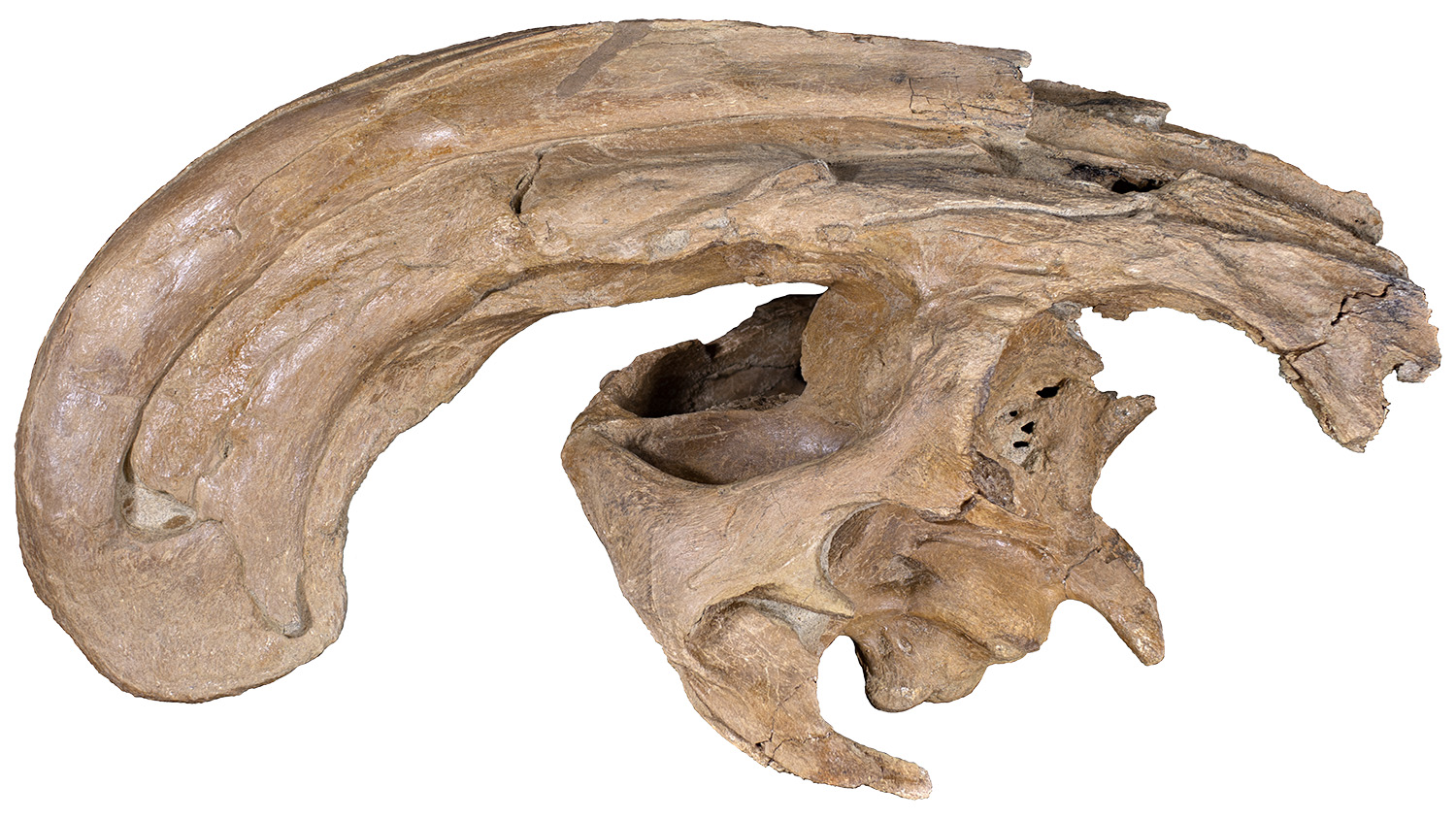 Parasaurolophus skull