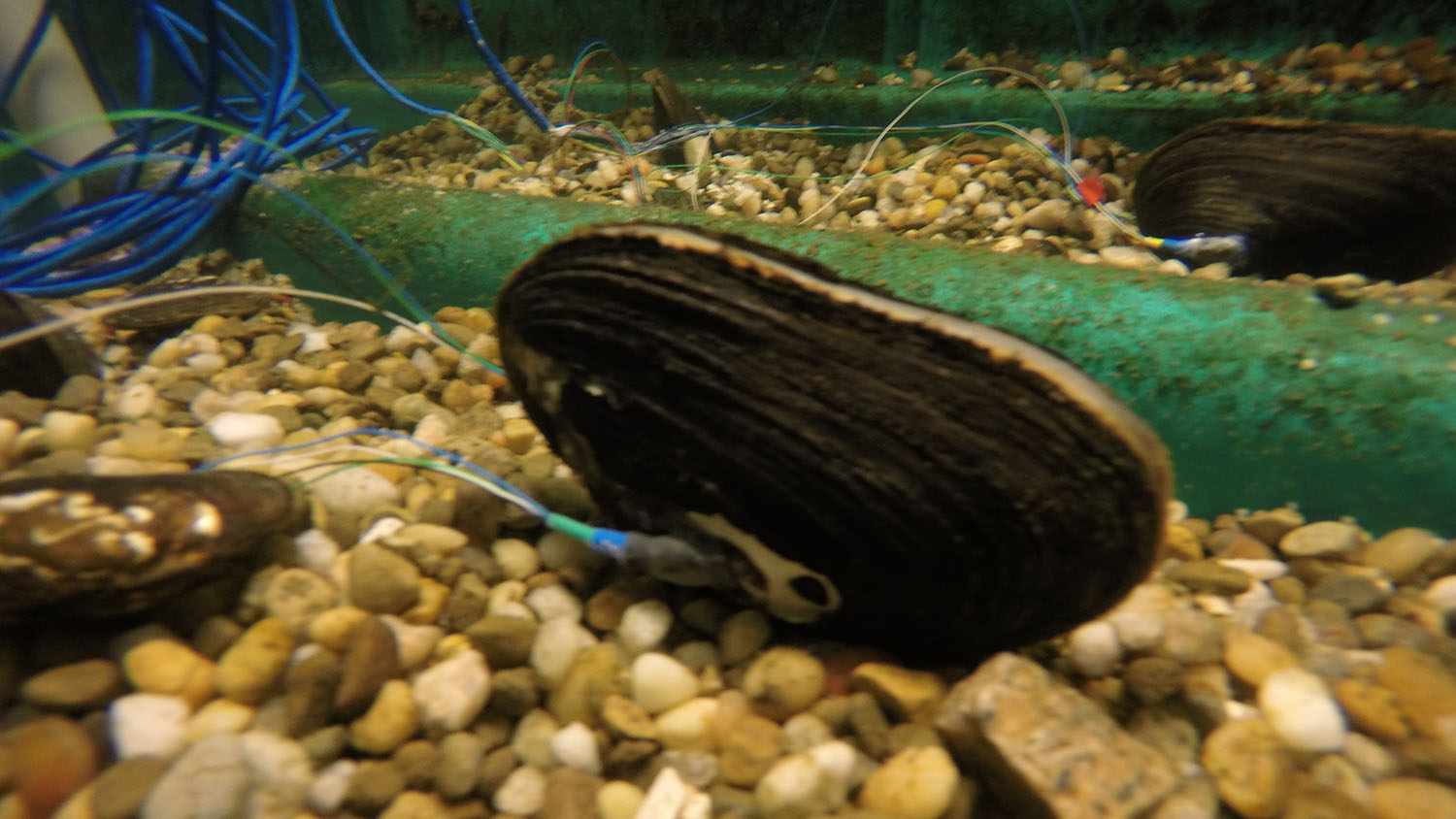 mussel attached to wires in a freshwater tank