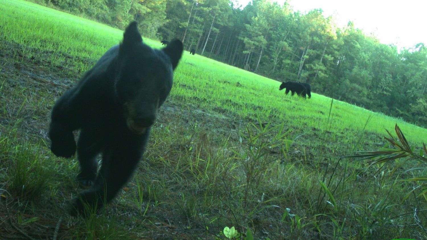 A citizen science study helped researchers capture wildlife images.