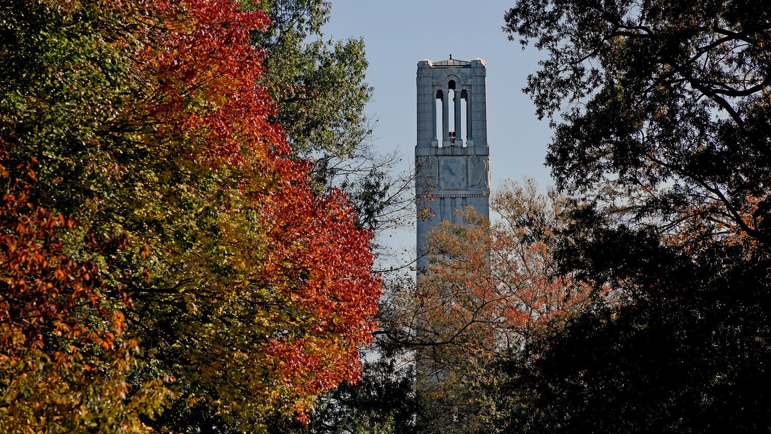 The NC State belltower in autumn.