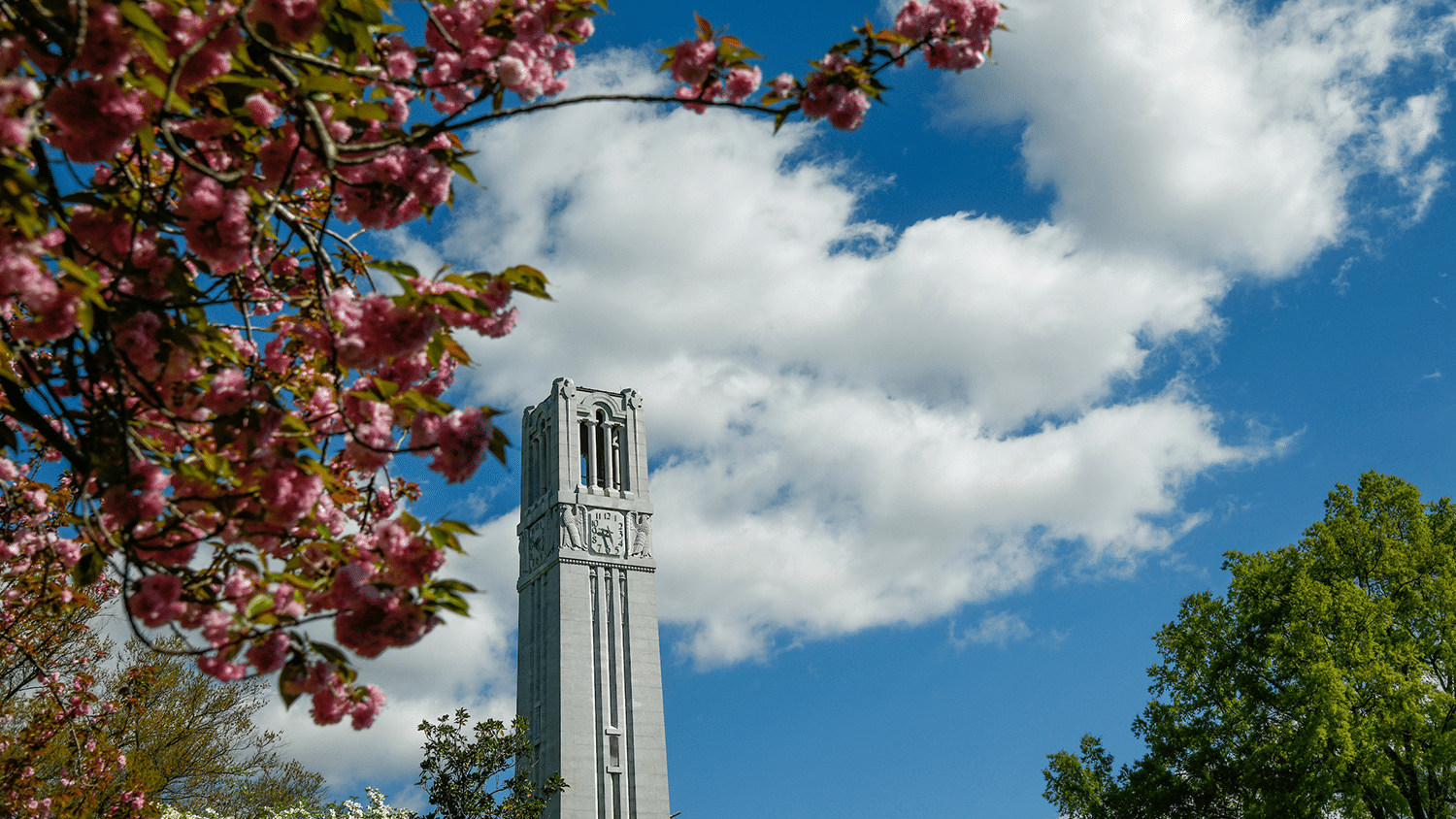 The Belltower surrounded by pink blooms in spring.