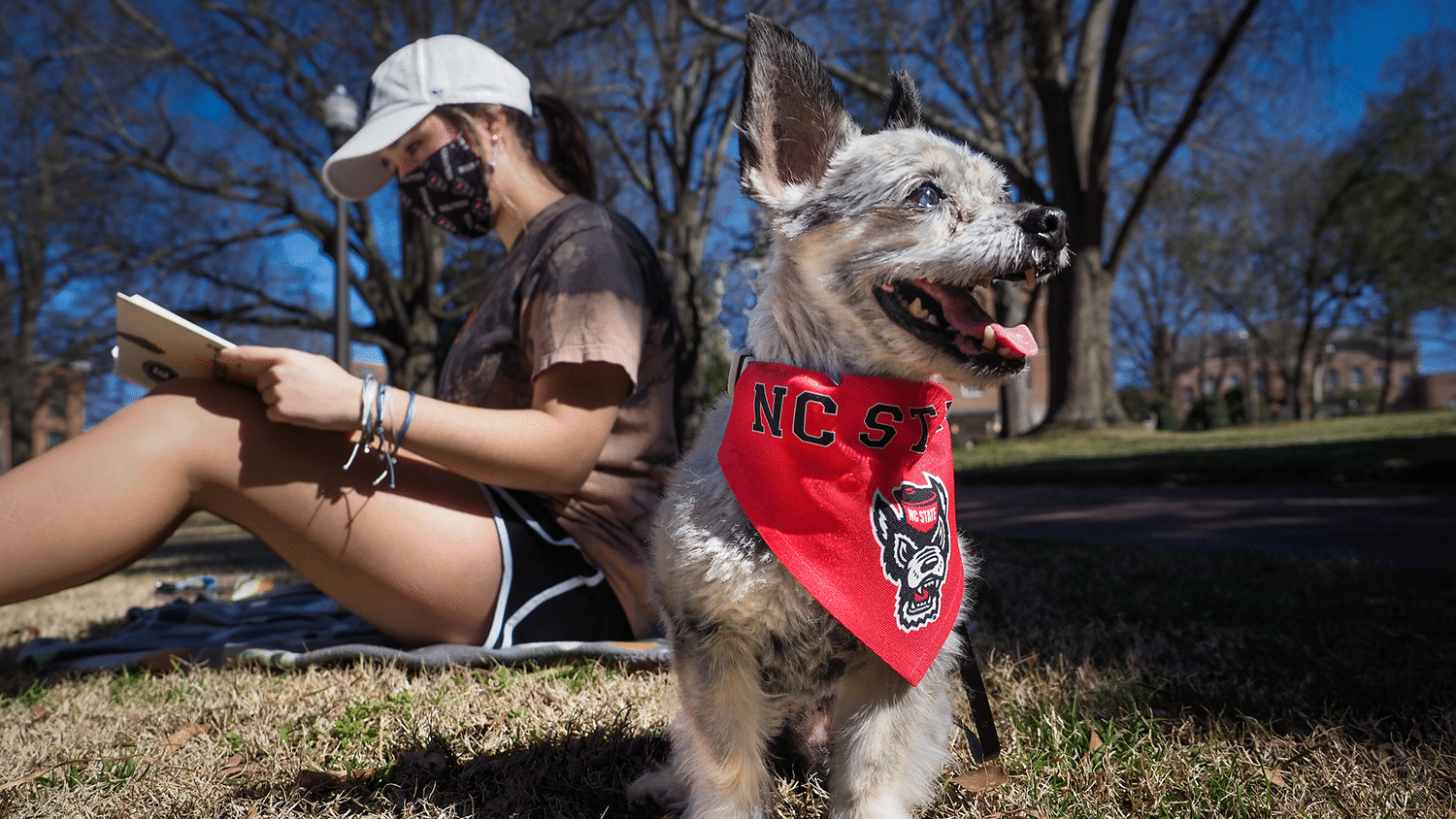 A dog with an NC State bandana stands near their owner, who is wearing a face mask and sitting on the ground studying.