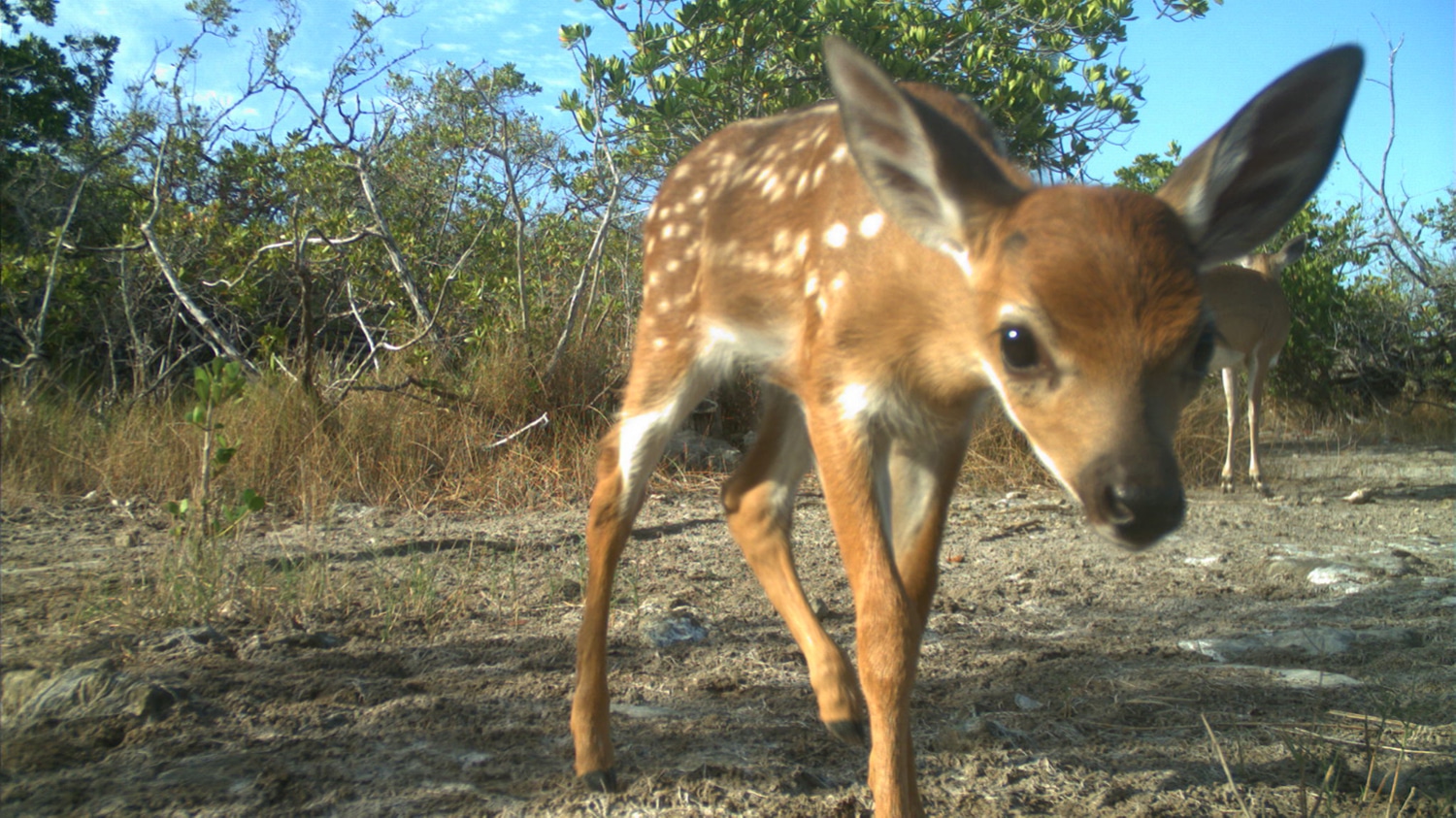 A Key deer photo approaches a camera trap in the Florida Keys.