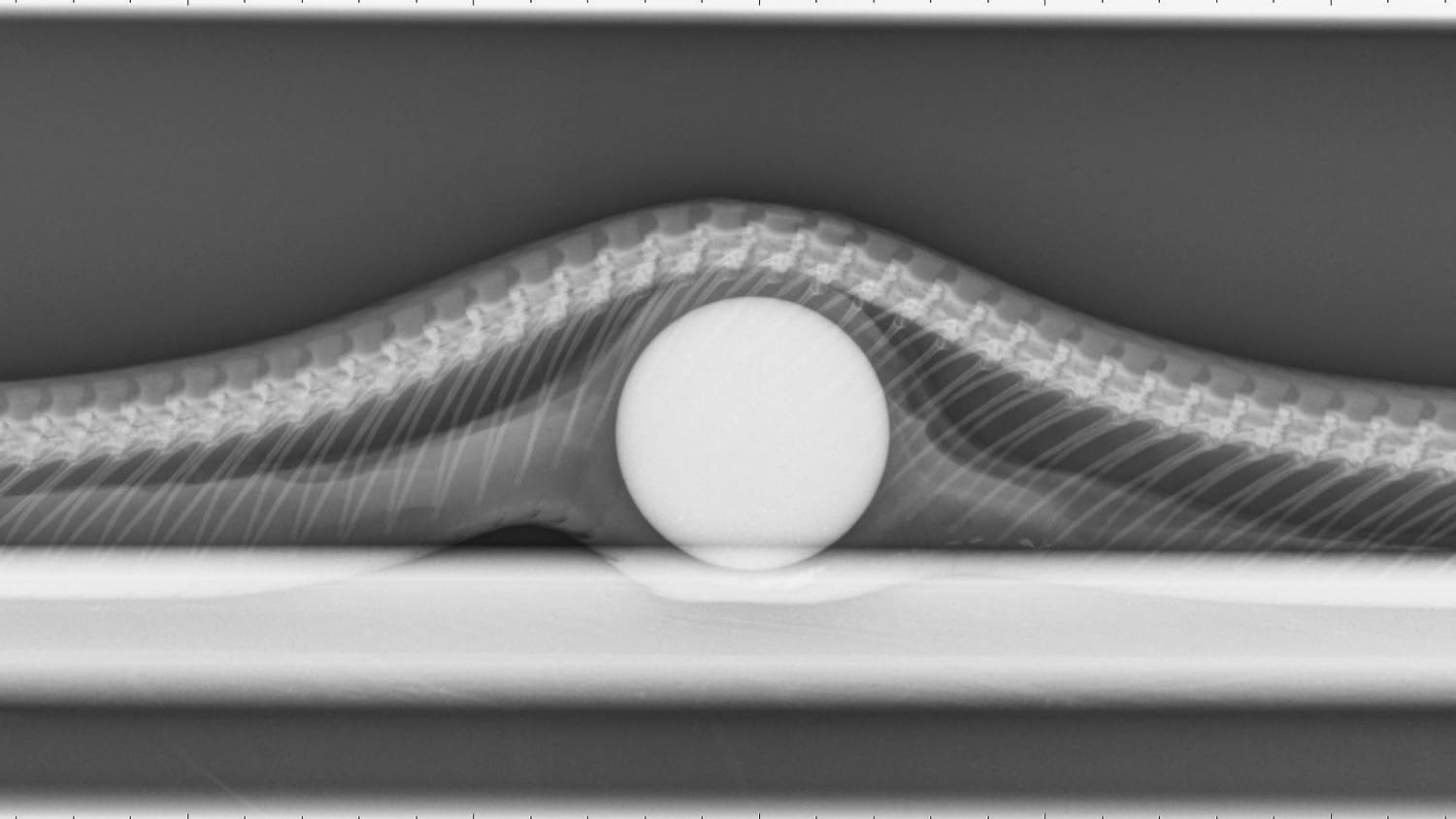 X-ray of golf ball inside a snake