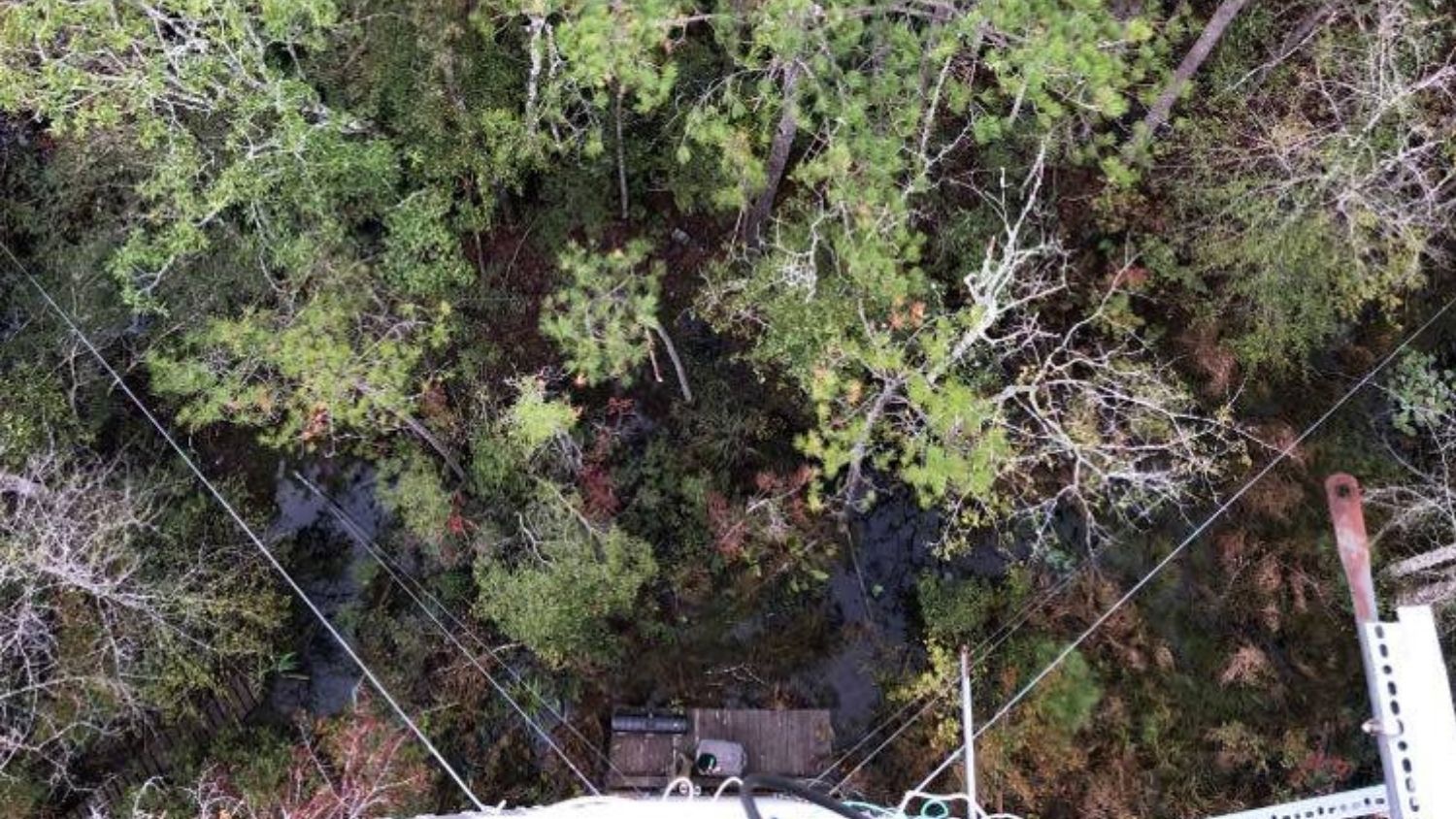 Wetland forest, seen from a research tower.