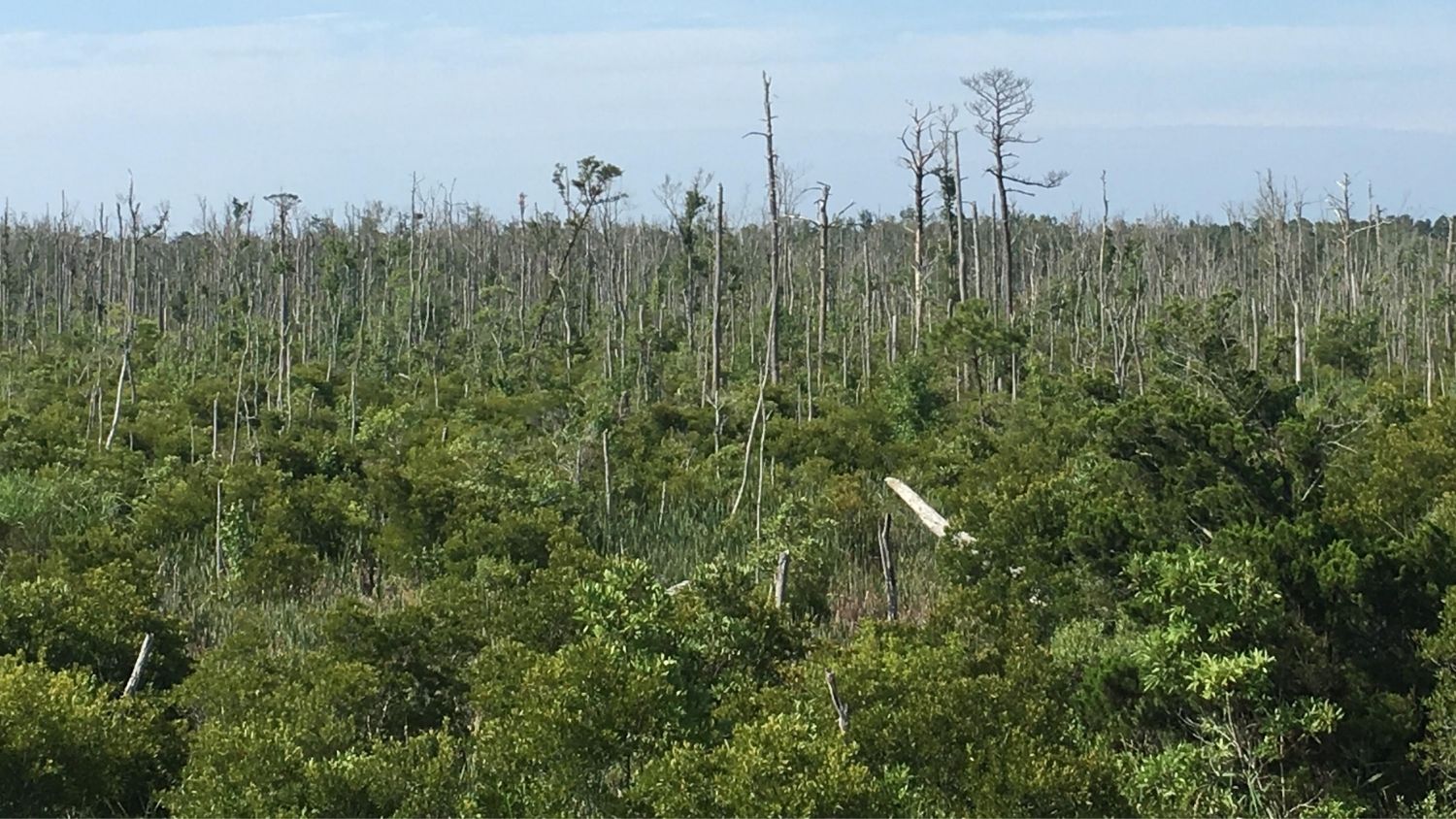 ghost forest