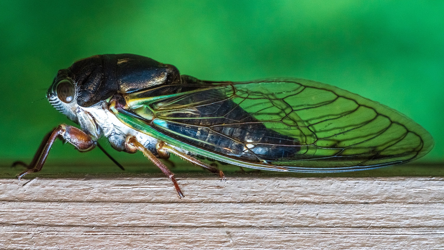 Cicada